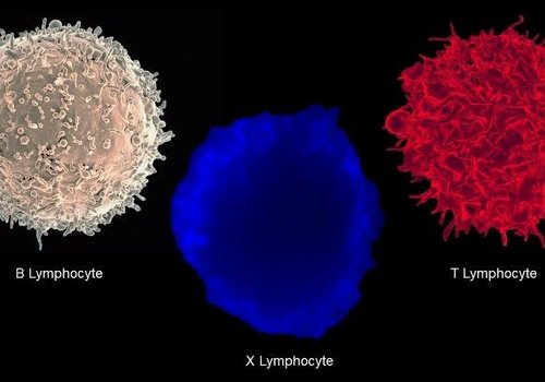 Недавно обнаруженная гибридная иммунная клетка может, наконец, объяснить причину диабета 1 типа
